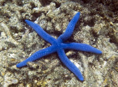 Güzel mavi deniz yıldızı vanjica Adaları