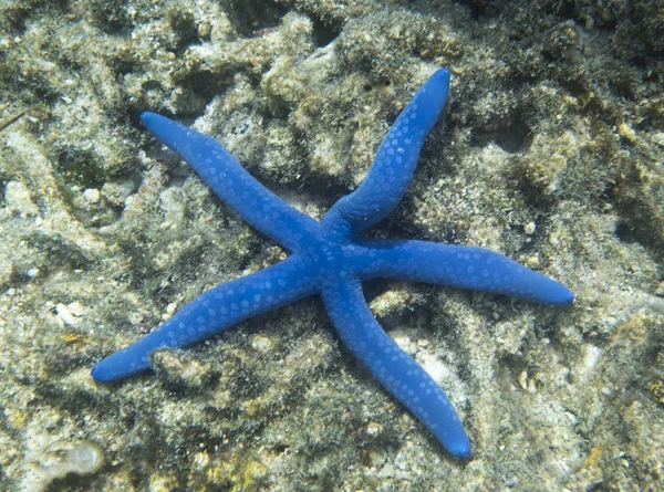Güzel mavi deniz yıldızı vanjica Adaları — Stok fotoğraf