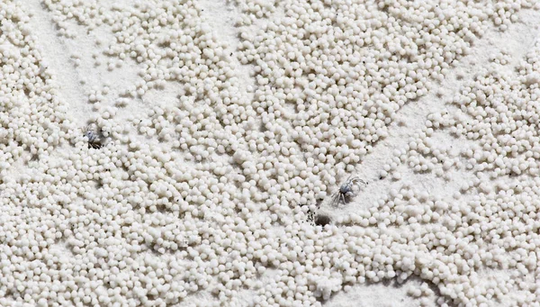 Stranden krabba märkningar — Stockfoto