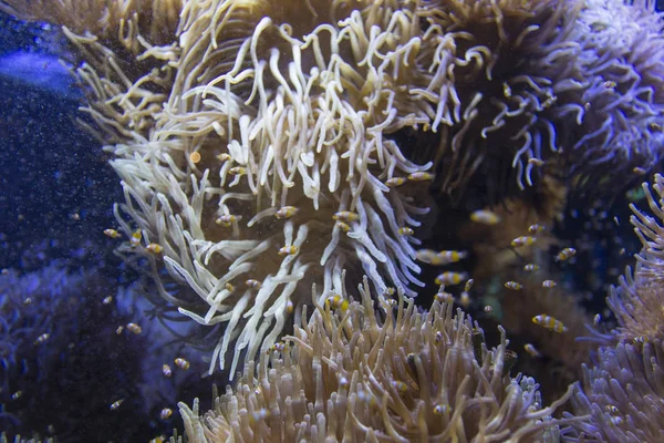 Molti pesci pagliaccio in un anemone — Foto Stock