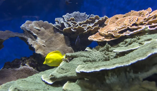 Bautiful coral reef view — Stockfoto