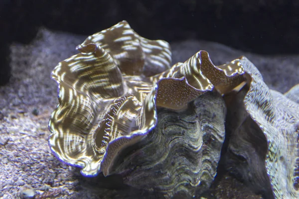 Close up view of a tridacna clam — Stock Photo, Image