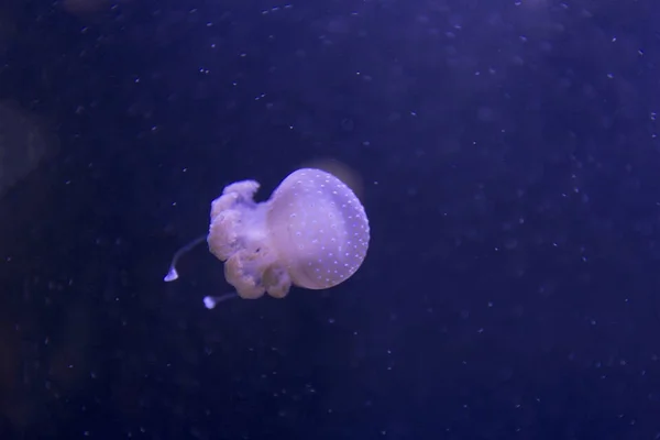 Jellyfish isolated over blue background — Stock Photo, Image