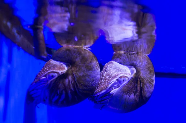 Couple of beautiful nautilus — Stock Photo, Image