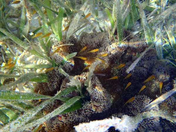 Recifes de coral com corais e peixes — Fotografia de Stock