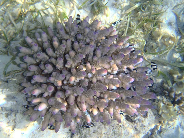 Recifes de coral com corais e peixes — Fotografia de Stock