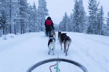 Lapland içinde kutup gecelerinde kızak
