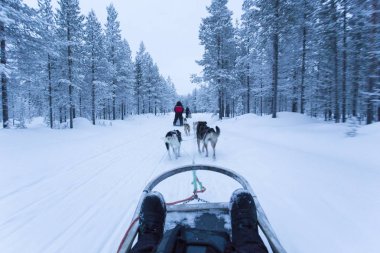 Lapland içinde kutup gecelerinde kızak