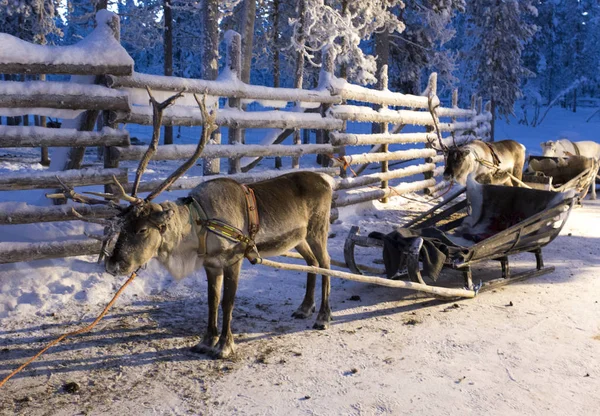 Slittino di renne in Lapponia durante la notte polare — Foto Stock