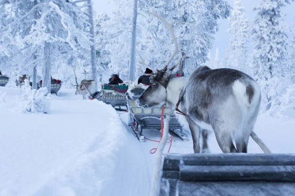 Reindeersledding in Lapland tijdens poolnacht — Stockfoto