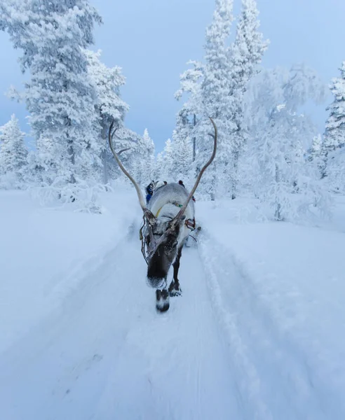 Kutup gece boyunca Lapland içinde reindeersledding