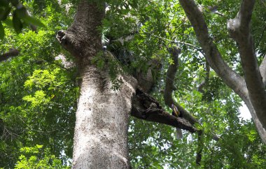 Burda Kartallar erkek