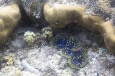 Mavi Tridacna deniz tarağı 