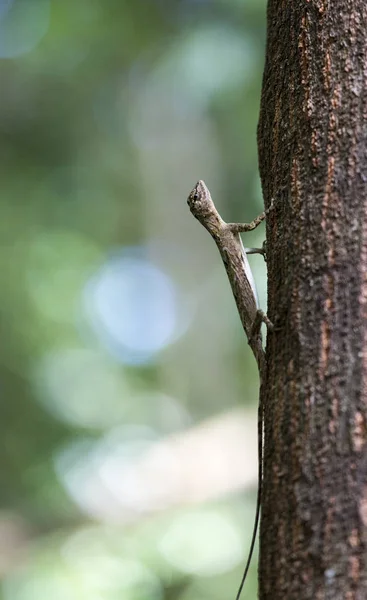 Flying lizard in Tangkoko nationaal park — Stockfoto