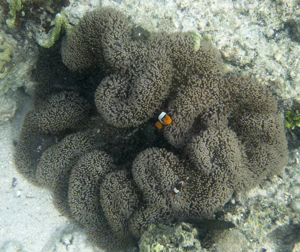 Palhaço em anêmona sob o mar — Fotografia de Stock