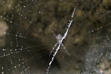 Büyük örümcek vanjica ada ormanda