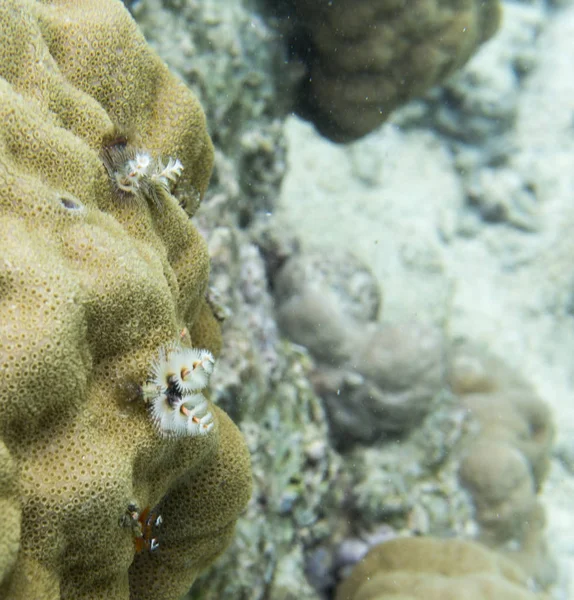 珊瑚上的圣诞蠕虫 — 图库照片