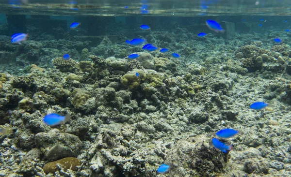 Peixes azuis no recife de coral — Fotografia de Stock