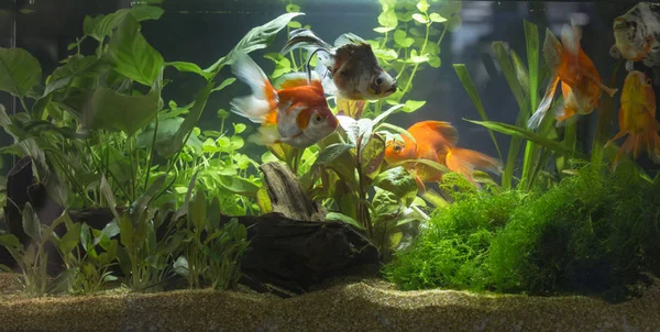 Bepflanztes Süßwasseraquarium — Stockfoto