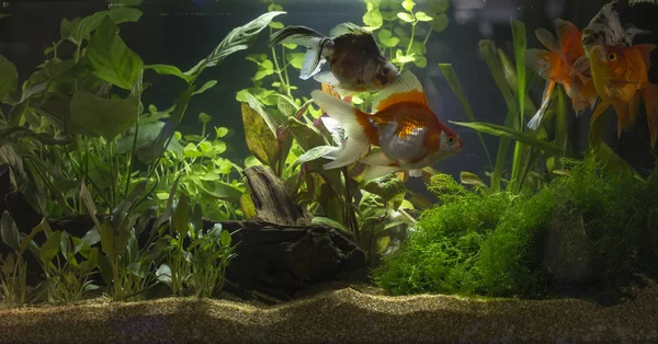 Planted freshwater aquarium — Stock Photo, Image