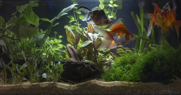 Planted freshwater aquarium — Stock Photo, Image