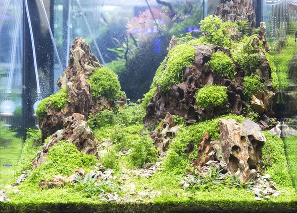 Süßwasser-Aquarium gepflanzt — Stockfoto