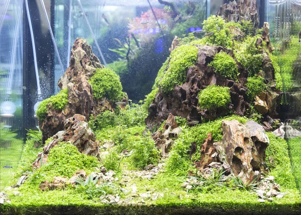 Planted freshwater aquarium — Stock Photo, Image