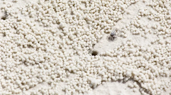 Strand krab markeringen — Stockfoto