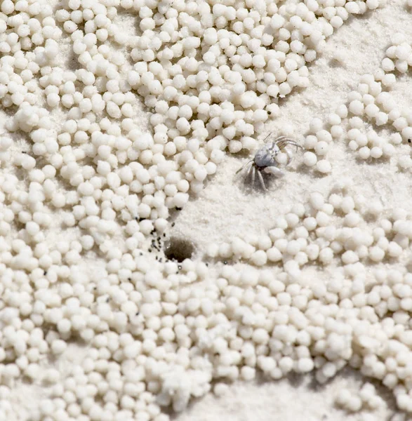 Markierung von Strandkrabben — Stockfoto