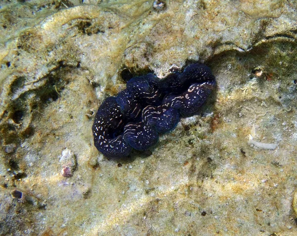 Almeja gigante azul oscuro — Foto de Stock