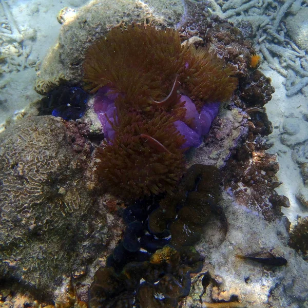 Amphiprion perideraion fish — Stockfoto