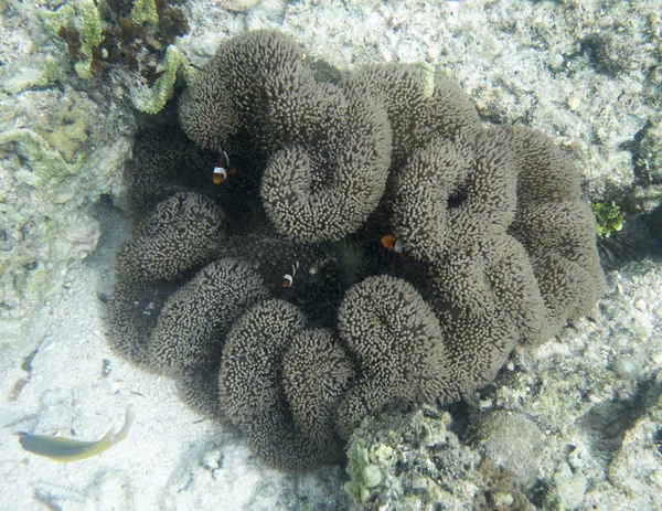 Många clownfishes i en gigantisk anemone — Stockfoto