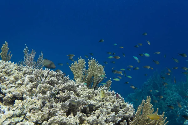 Resif içinde etkileyici biyolojik çeşitlilik — Stok fotoğraf