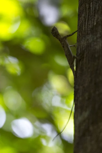 Flying lizard in het bos — Stockfoto