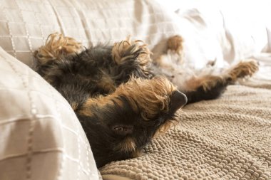 siyah bir dachshund portresi