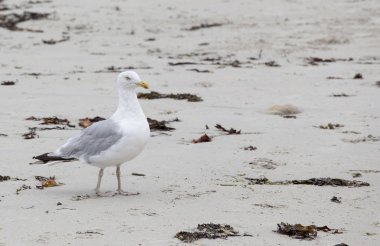 Bir martı resmi oluşturan kapatın 