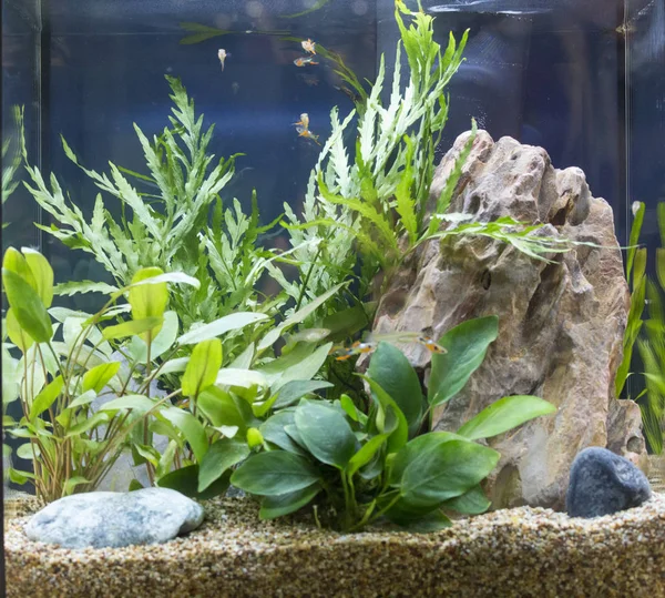 Mooie tropische zoetwater aquarium geplant — Stockfoto