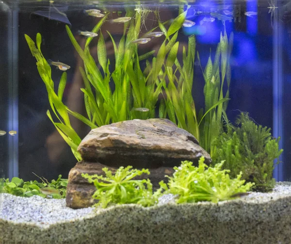 Mooie tropische zoetwater aquarium geplant — Stockfoto