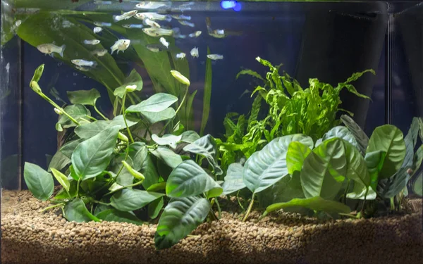 Mooie tropische zoetwater aquarium geplant — Stockfoto