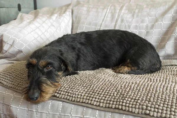 Retrato de um Dachshund preto — Fotografia de Stock