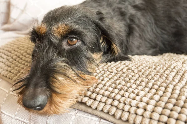 Retrato de um Dachshund preto — Fotografia de Stock