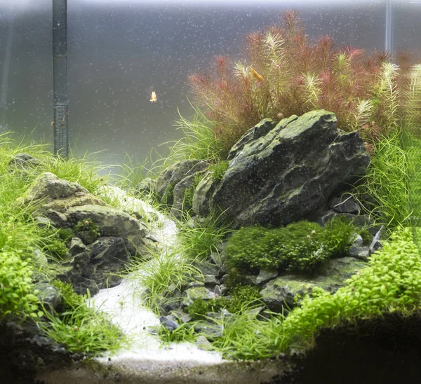 Gyönyörű trópusi édesvízi akvárium ültetett Stock Kép