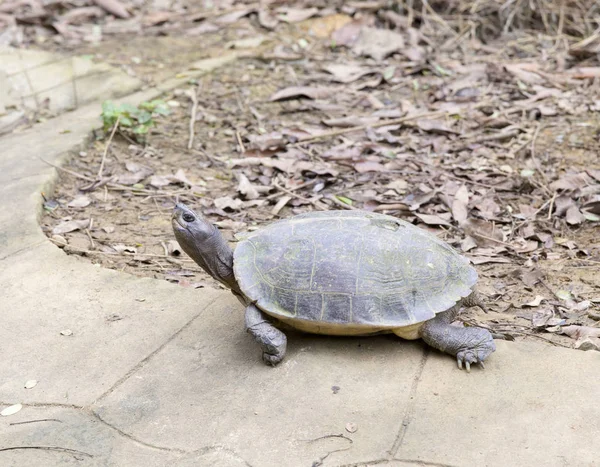 Grote schildpad in vietnam nationaal park — Stockfoto