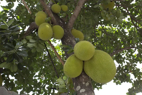 Mange brødfrukt på et tre i Indonesia – stockfoto