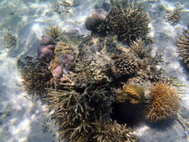 Mercan resif Kuzey Sulawesi içinde