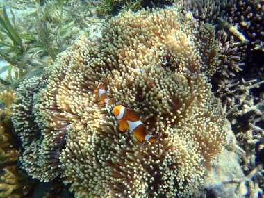 Mercan resif Kuzey Sulawesi içinde