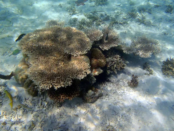 Récif corallien au nord de Sulawesi — Photo