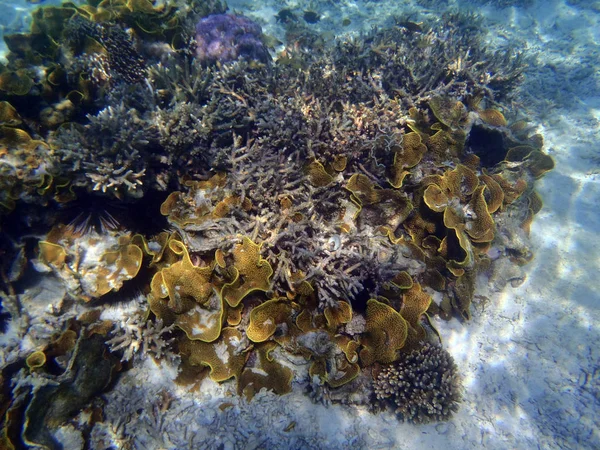 Arrecife de coral en el norte de Sulawesi — Foto de Stock