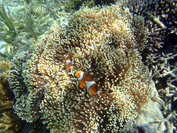 Coral reef in Noord-Sulawesi — Stockfoto