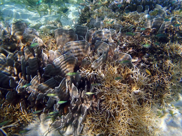 Arrecife de coral en el norte de Sulawesi — Foto de Stock